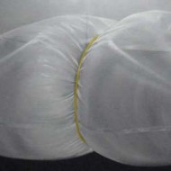 Tran Minh Tam-The form