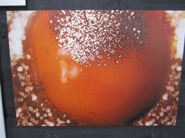yolk glitter image
