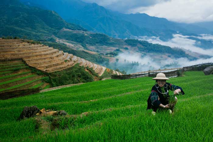 Black Hmong market 1
